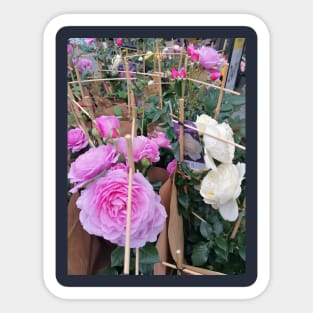 Beautiful Soft Pink Rose Flower In The Market Sticker